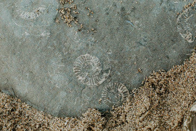 Ammonites