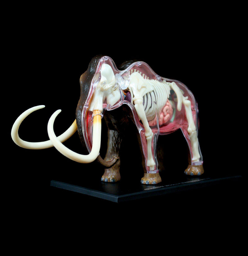 4D Woolly Mammoth Model - Paxton Gate