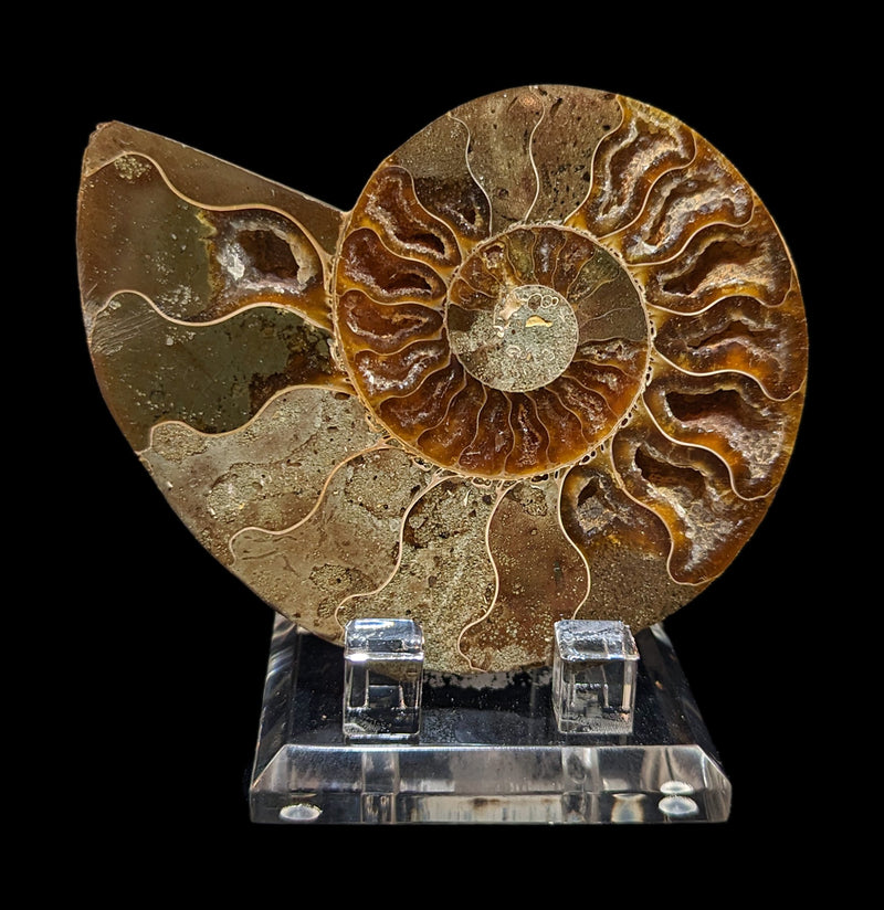 Acrylic Fossil And Mineral Stand-Stands-Tucson Store Fixtures-PaxtonGate