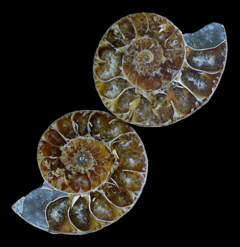 Cut & Polished Ammonite Pair-Fossils-Madagascar Treasures-PaxtonGate