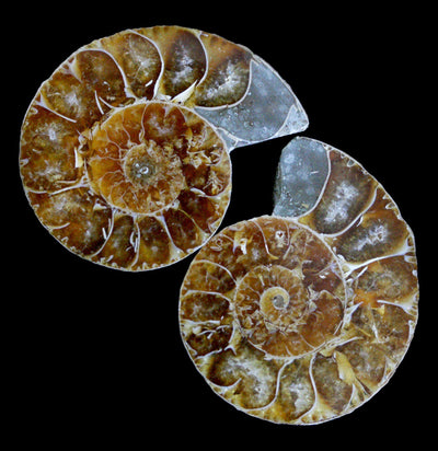 Cut & Polished Ammonite Pair-Fossils-Madagascar Treasures-PaxtonGate