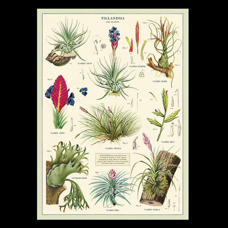 Air Plants Poster Wrap - Paxton Gate