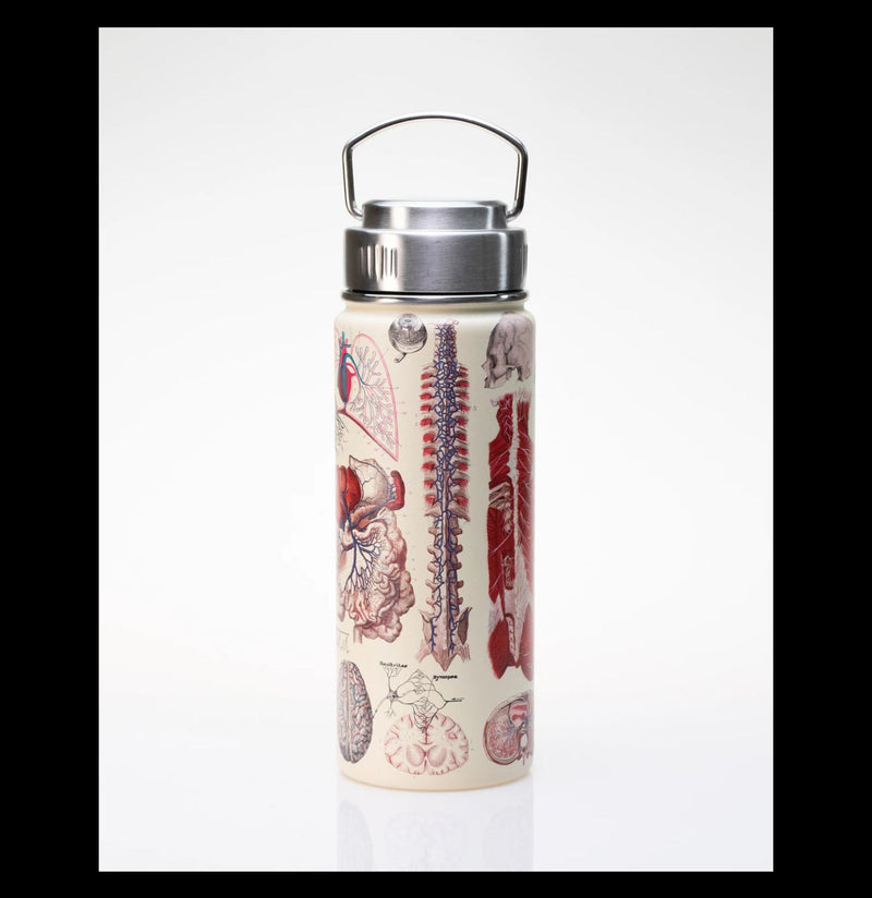 Anatomy Stainless Steel Vacuum Flask - Paxton Gate