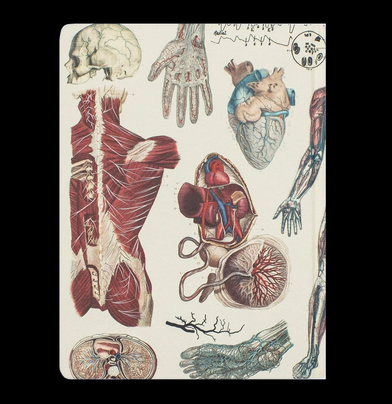 Anatomy: Vascular Hardcover Dot Grid Notebook - Paxton Gate