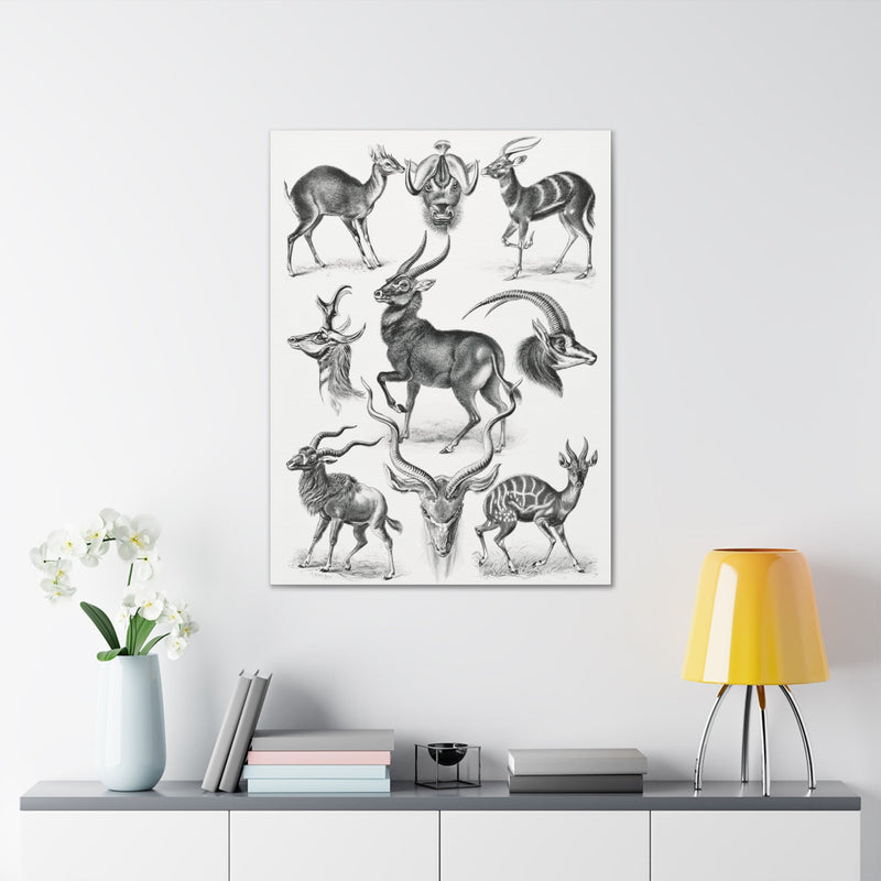 "Antilopina Antilopen" By Ernst Haeckel Canvas Gallery Wraps-Canvas-Printify-PaxtonGate