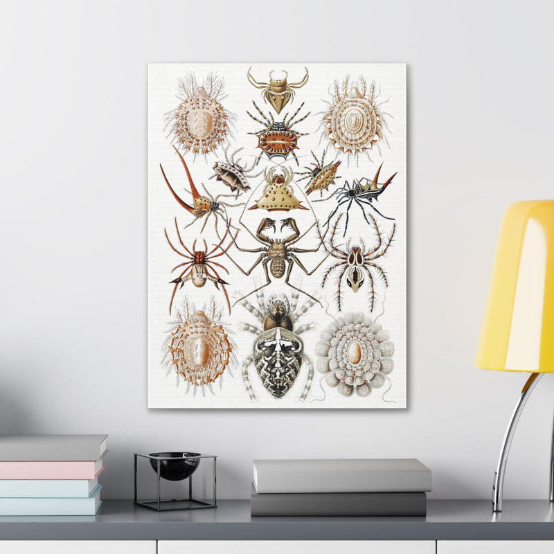 "Arachnida Spinnentiere" By Ernst Haeckel Canvas Gallery Wraps-Canvas-Printify-PaxtonGate