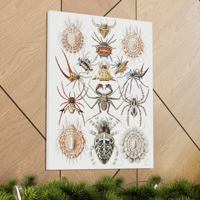 "Arachnida Spinnentiere" By Ernst Haeckel Canvas Gallery Wraps-Canvas-Printify-PaxtonGate