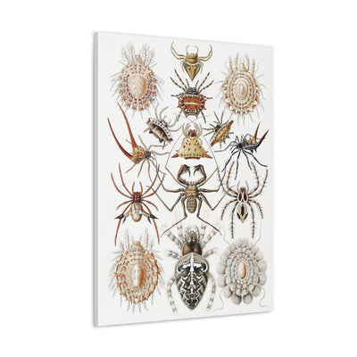 "Arachnida Spinnentiere" By Ernst Haeckel Canvas Gallery Wraps-Canvas-Printify-PaxtonGate