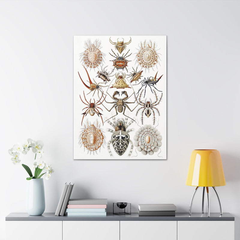 "Arachnida Spinnentiere" By Ernst Haeckel Canvas Gallery Wraps-Canvas-Printify-PaxtonGate