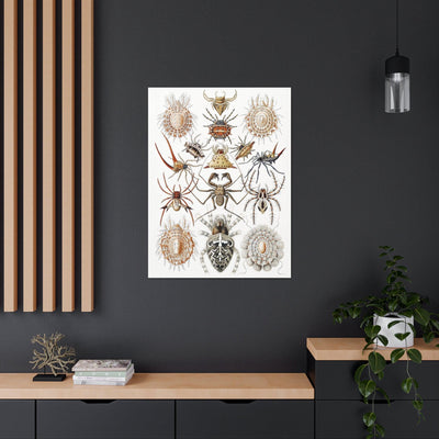 "Arachnida Spinnentiere" By Ernst Haeckel Canvas Gallery Wraps-Canvas-Printify-PaxtonGate