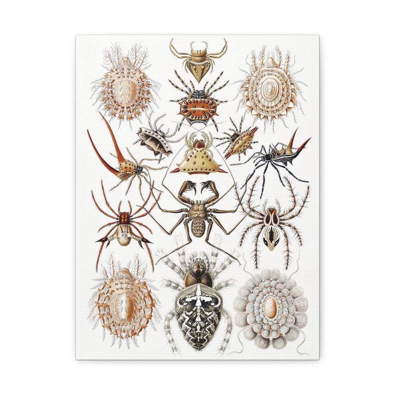 "Arachnida Spinnentiere" By Ernst Haeckel Canvas Gallery Wraps-Canvas-Printify-PaxtonGate