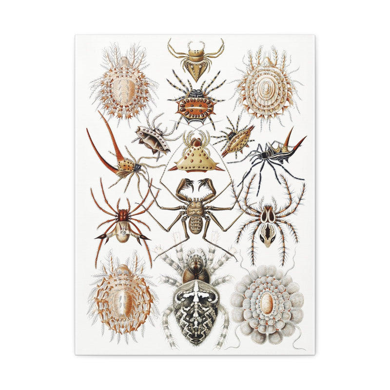 "Arachnida Spinnentiere" By Ernst Haeckel Canvas Gallery Wraps-Canvas-Printify-PaxtonGate