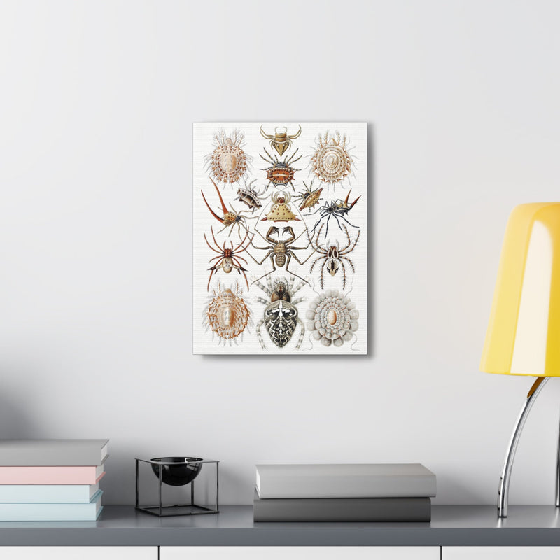 "Arachnida Spinnentiere" By Ernst Haeckel Canvas Gallery Wraps-Canvas-Printify-PaxtonGate