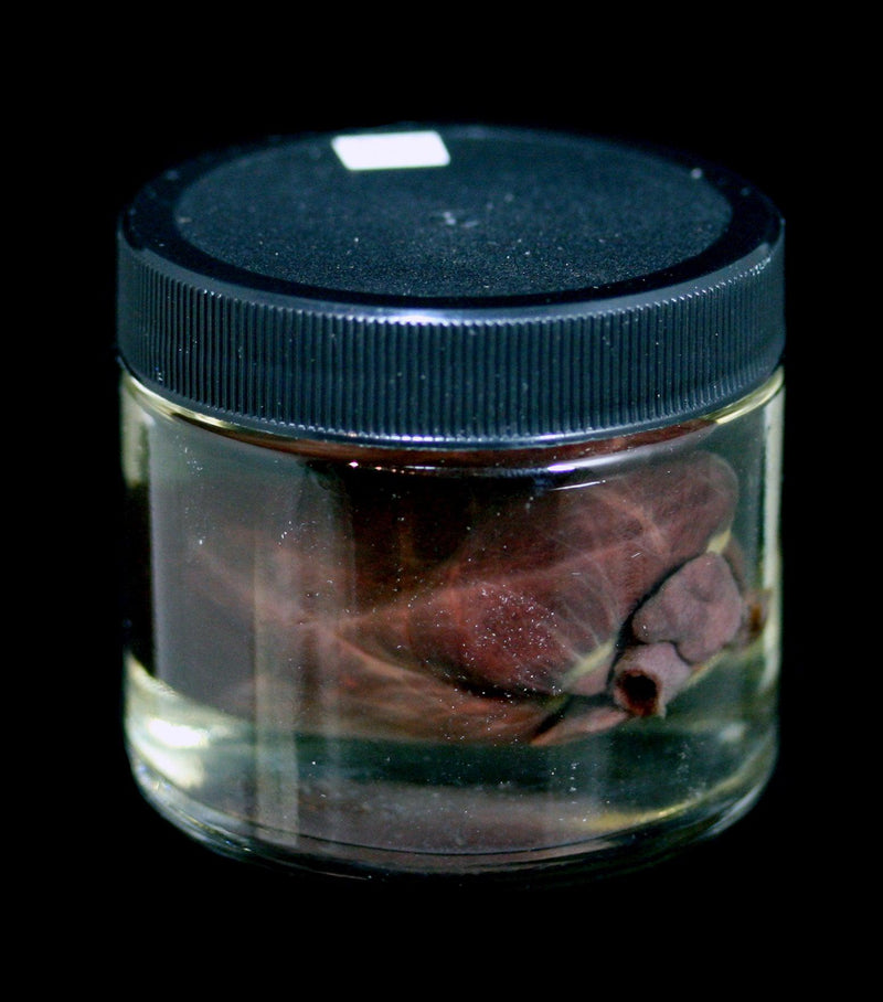 Armadillo Heart Wet Specimen - Paxton Gate