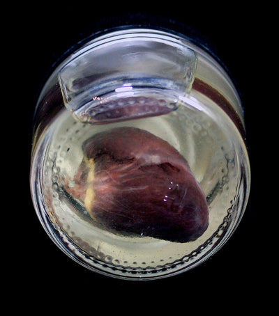 Armadillo Heart Wet Specimen - Paxton Gate