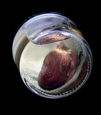 Armadillo Heart Wet Specimen - Paxton Gate