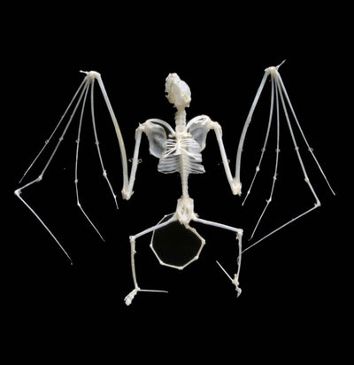 Articulated Bat Skeleton - Paxton Gate