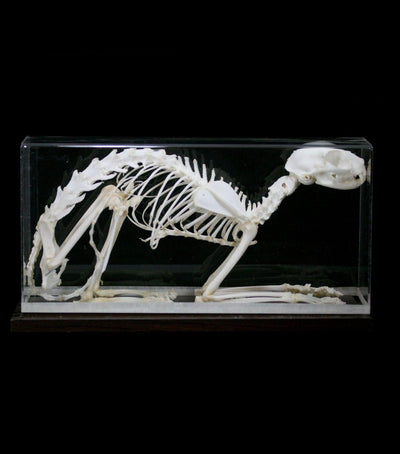 Articulated Cat Skeleton - Paxton Gate