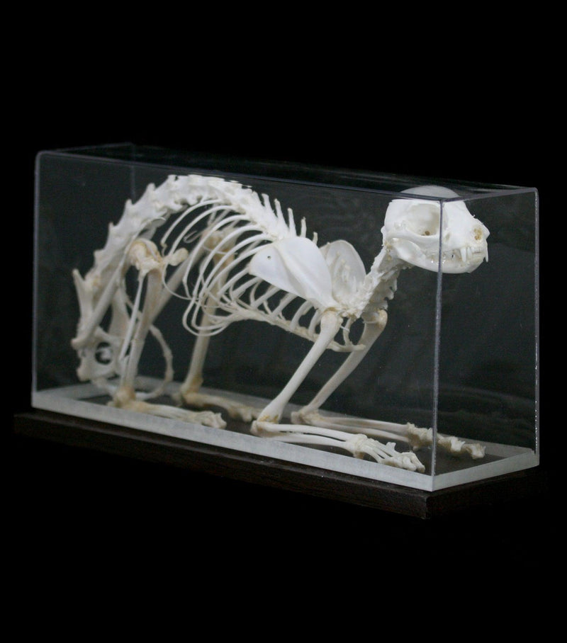 Articulated Cat Skeleton - Paxton Gate