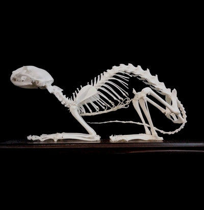 Articulated Cat Skeleton - Paxton Gate