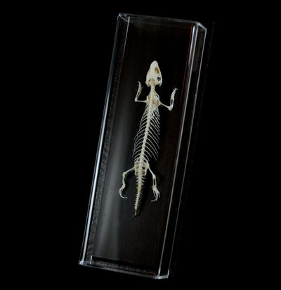 Articulated Lizard Skeleton - Paxton Gate