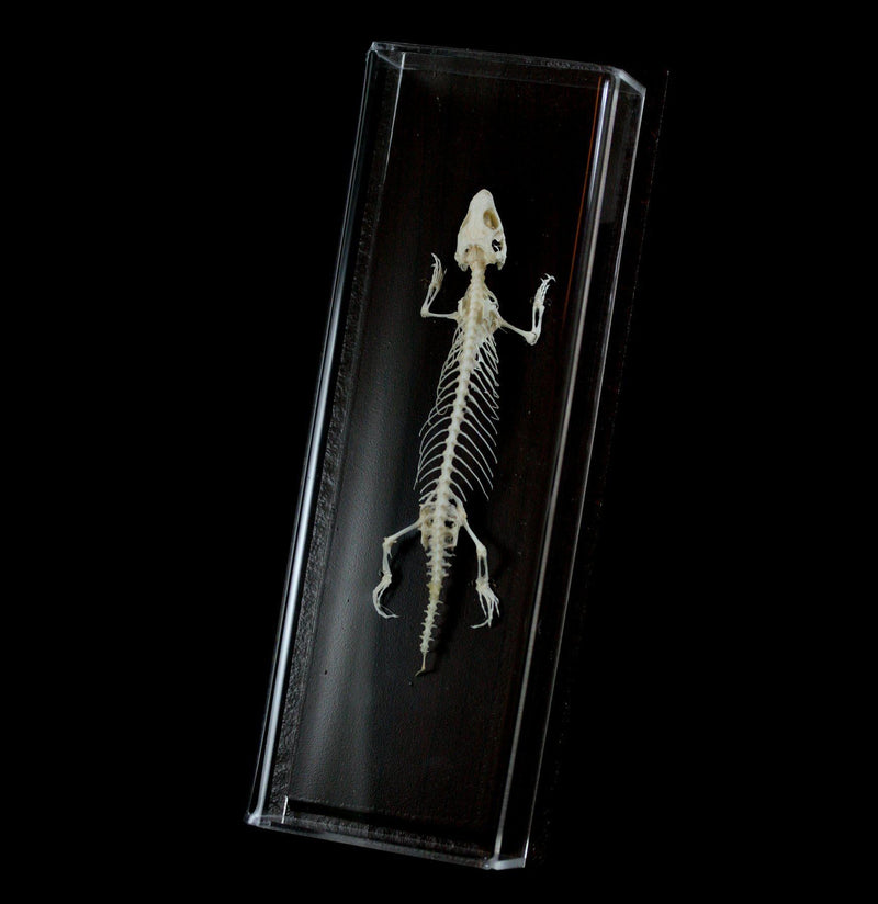 Articulated Lizard Skeleton - Paxton Gate