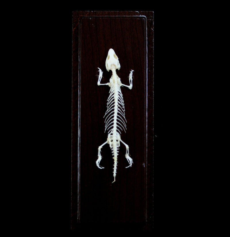 Articulated Lizard Skeleton - Paxton Gate