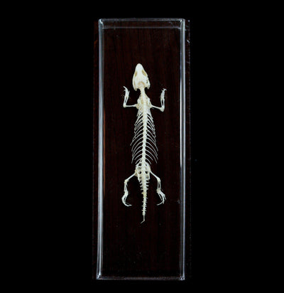 Articulated Lizard Skeleton - Paxton Gate