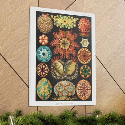 "Ascidiae Seescheiden" By Ernst Haeckel Canvas Gallery Wraps-Canvas-Printify-PaxtonGate