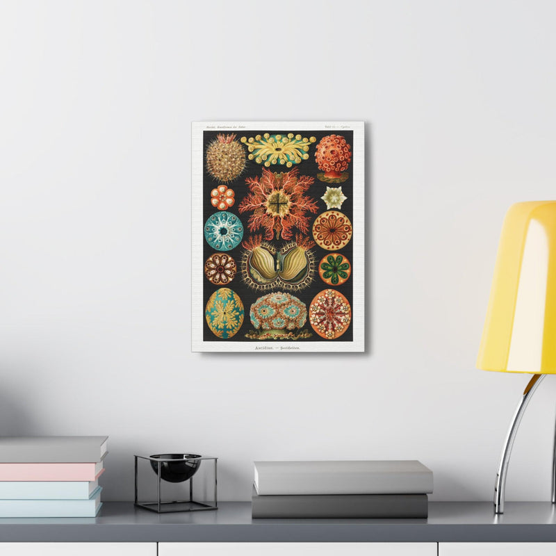 "Ascidiae Seescheiden" By Ernst Haeckel Canvas Gallery Wraps-Canvas-Printify-PaxtonGate