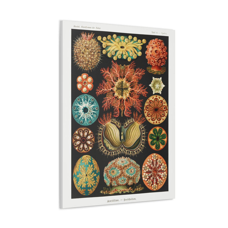 "Ascidiae Seescheiden" By Ernst Haeckel Canvas Gallery Wraps-Canvas-Printify-PaxtonGate