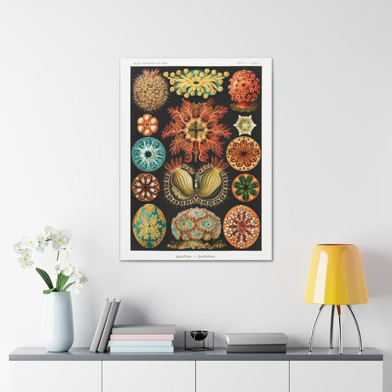 "Ascidiae Seescheiden" By Ernst Haeckel Canvas Gallery Wraps-Canvas-Printify-PaxtonGate