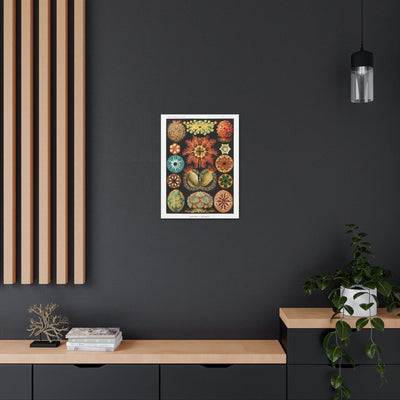 "Ascidiae Seescheiden" By Ernst Haeckel Canvas Gallery Wraps-Canvas-Printify-PaxtonGate