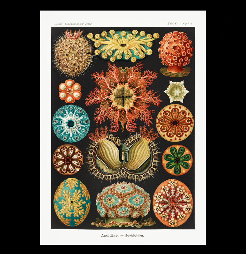 "Ascidiae Seescheiden" By Ernst Haeckel Canvas Print-Canvas-Printify-PaxtonGate