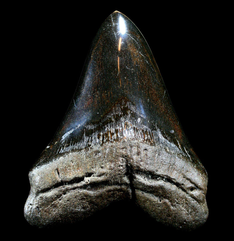 Assorted Polished Megalodon Tooth - Paxton Gate