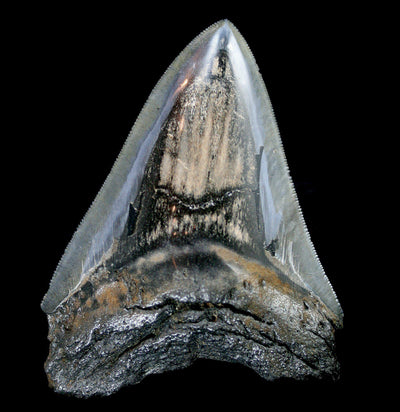 Assorted Polished Megalodon Tooth - Paxton Gate