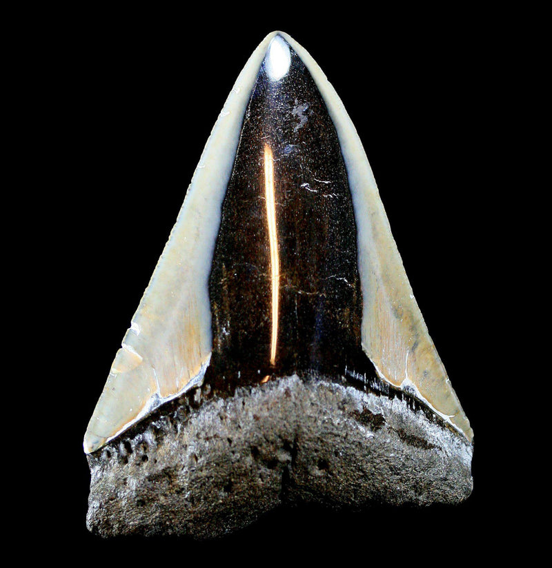 Assorted Polished Megalodon Tooth - Paxton Gate