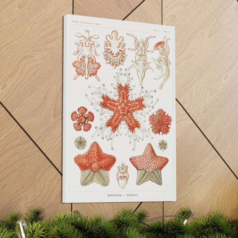 "Asteridea Seesterne" By Ernst Haeckel Canvas Gallery Wraps-Canvas-Printify-PaxtonGate