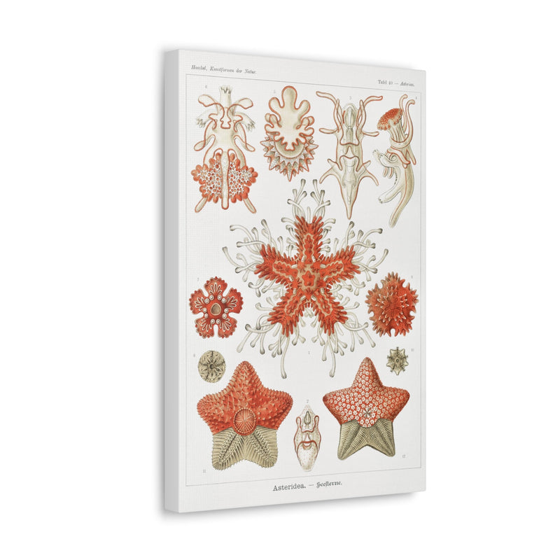 "Asteridea Seesterne" By Ernst Haeckel Canvas Gallery Wraps-Canvas-Printify-PaxtonGate