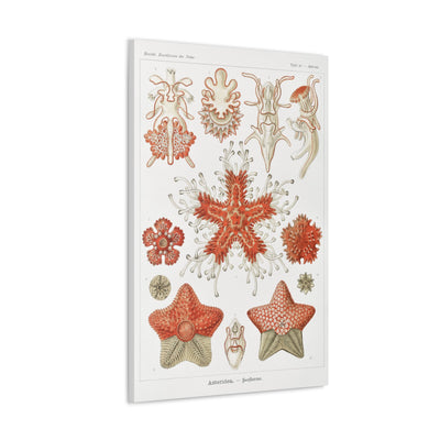 "Asteridea Seesterne" By Ernst Haeckel Canvas Gallery Wraps-Canvas-Printify-PaxtonGate