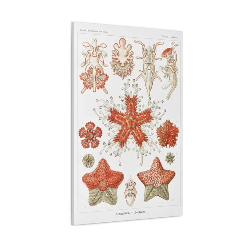 "Asteridea Seesterne" By Ernst Haeckel Canvas Gallery Wraps-Canvas-Printify-PaxtonGate