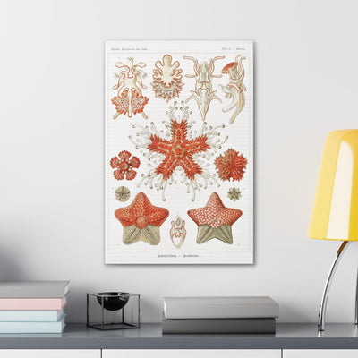 "Asteridea Seesterne" By Ernst Haeckel Canvas Gallery Wraps-Canvas-Printify-PaxtonGate