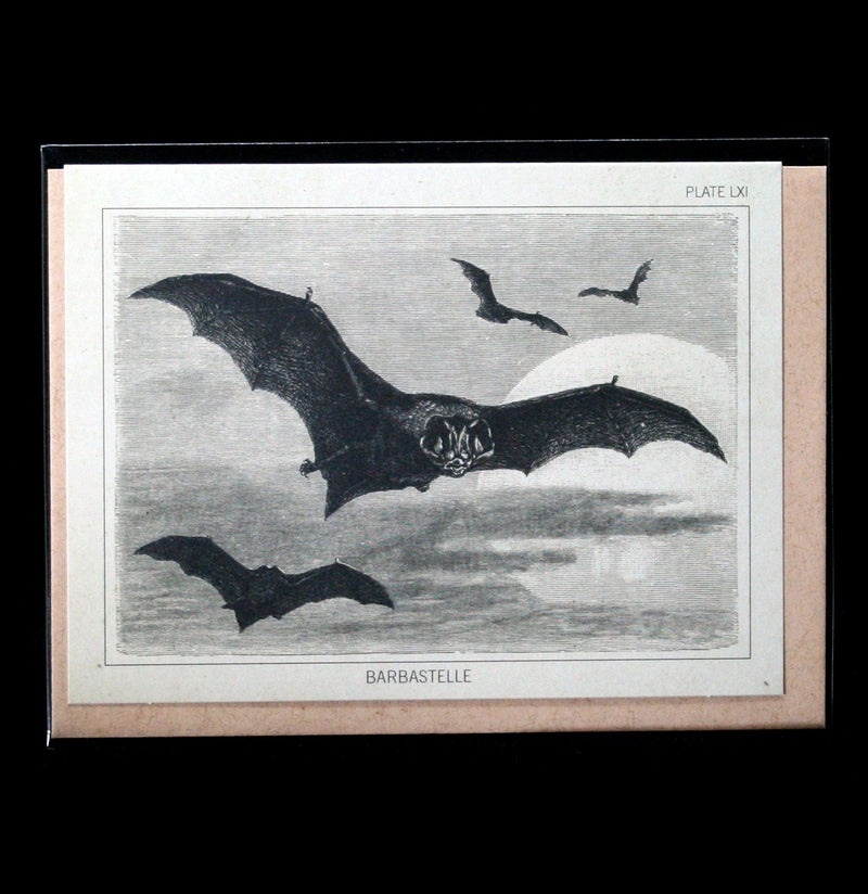 Bat Specimen Greeting Card - Paxton Gate