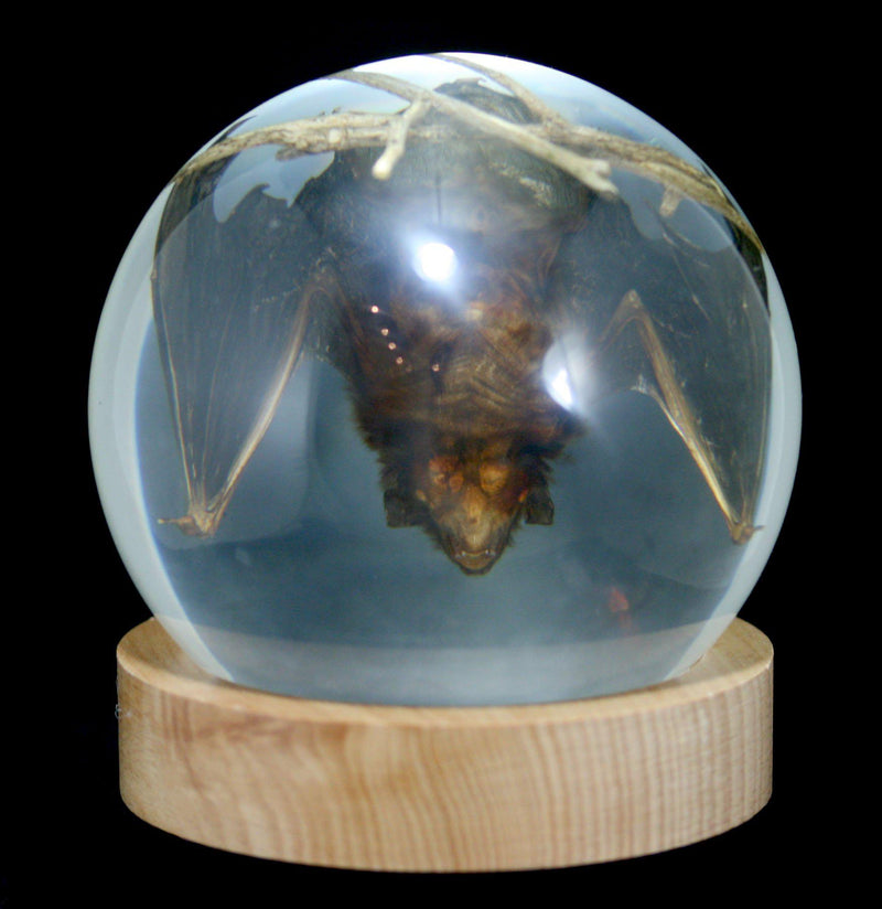 Bat in Acrylic Globe - Paxton Gate