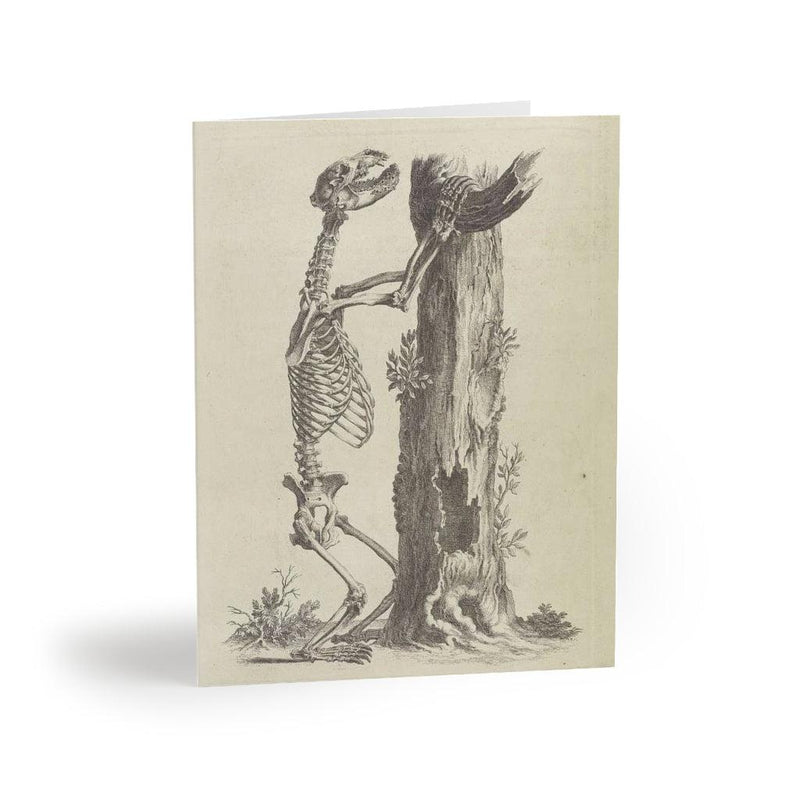 Bear Skeleton Greeting Card Pack - Paxton Gate