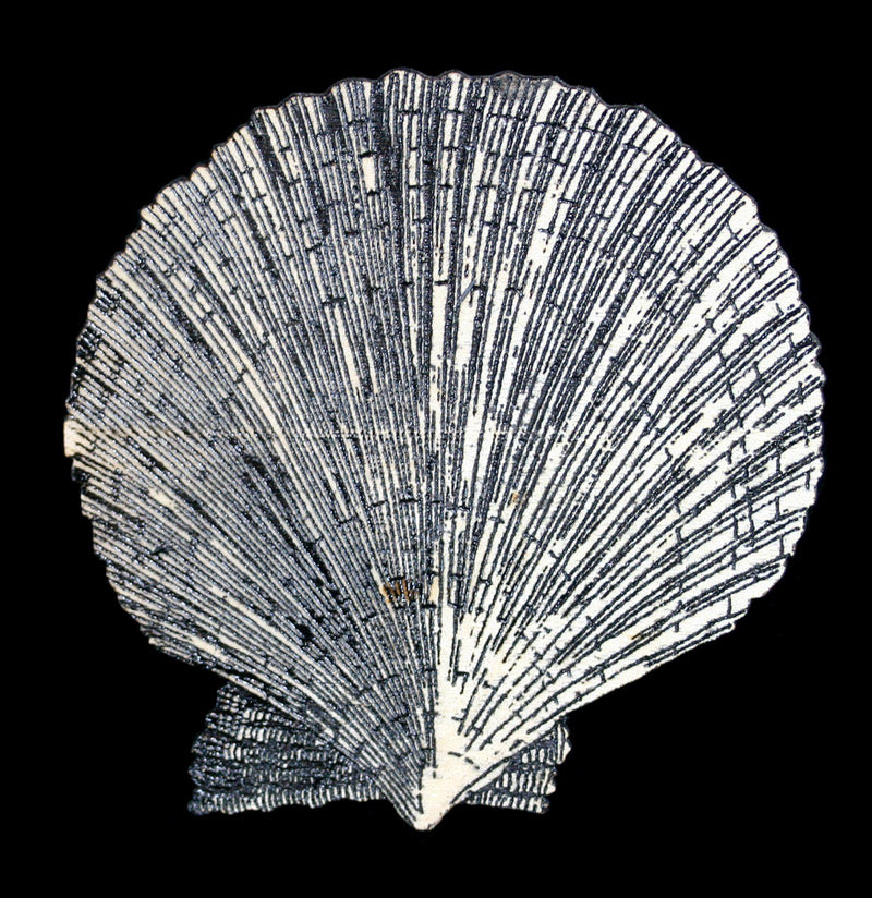 Birch Wood Scallop Shell Magnet - Paxton Gate