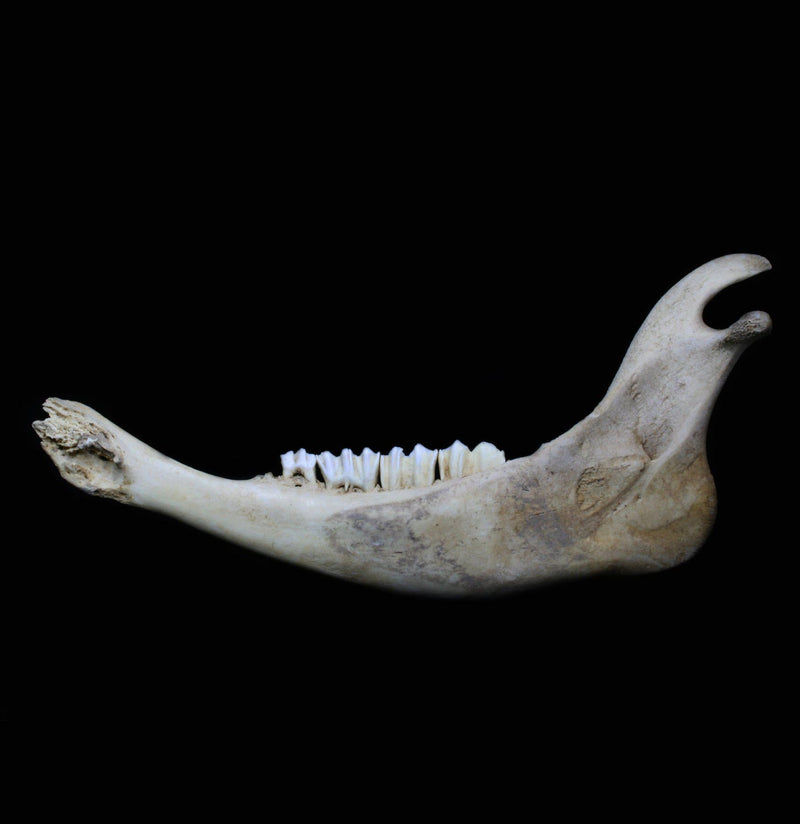 Bison Jaw - Paxton Gate