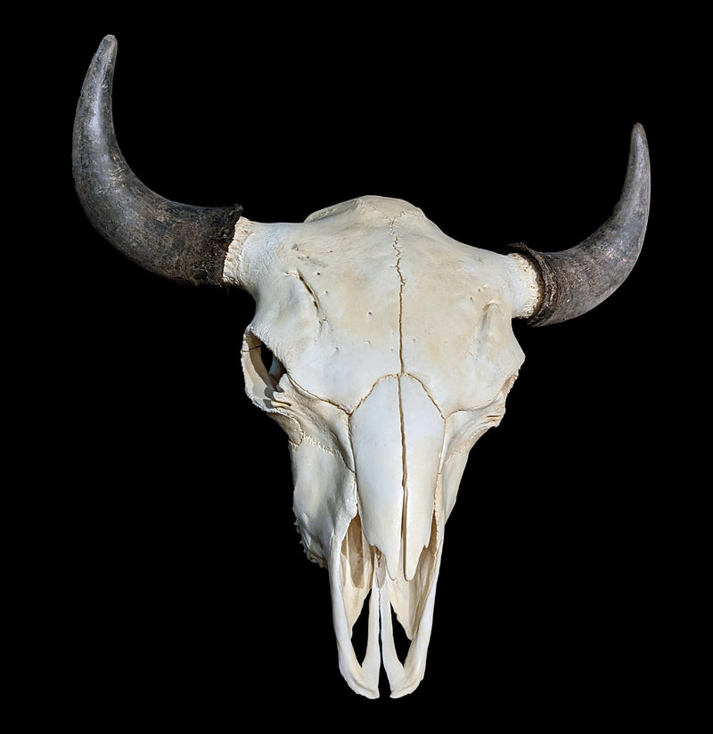 Bison Skull-Skulls-Porcupine Unlimited-PaxtonGate