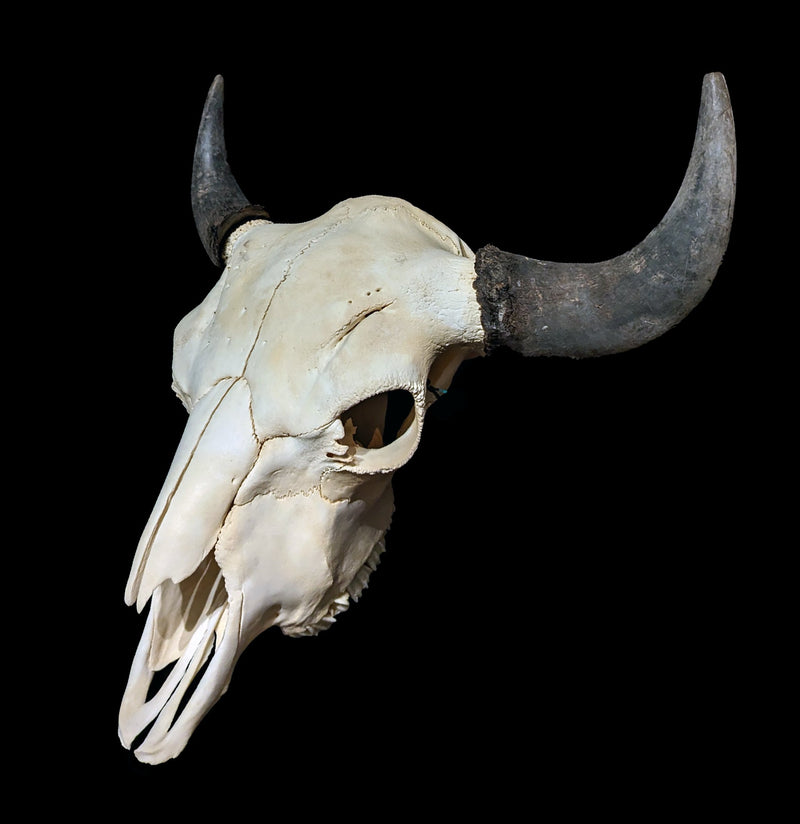 Bison Skull-Skulls-Porcupine Unlimited-PaxtonGate