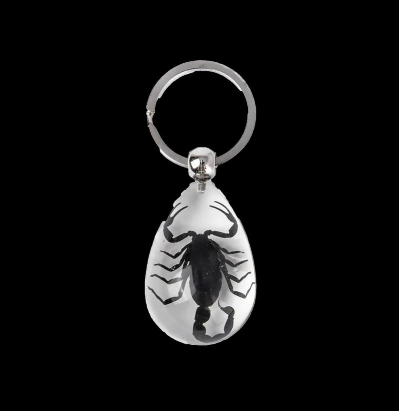 Black Scorpion Clear Teardrop Keychain-Insects-Real Insect Company-PaxtonGate